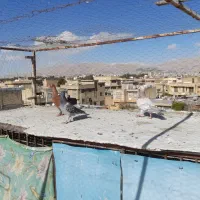 کفتر|پرنده|شیراز, شهرک مهدی‌آباد|دیوار