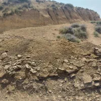 کود گوسفندی