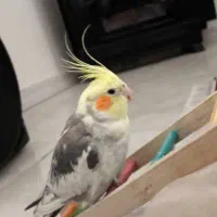 عروس هلندی گمشده