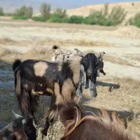 دوبور