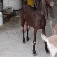 فروش بز و بره ماده بندر کنگان