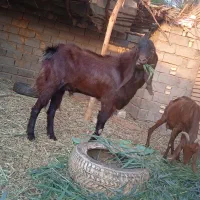 بز نر افغانی