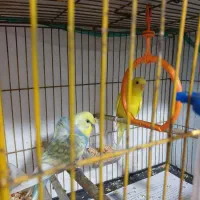 مرغ عشق مولدوچنتا فنچ نرگسی جوان نرو ماده|پرنده|رشت, جانبازان|دیوار