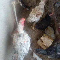 تعدادی خروس۶ماهه برای خون|حیوانات مزرعه|بیرجند, |دیوار