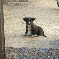 سگ پاکوتاه|سگ|کرمانشاه, |دیوار