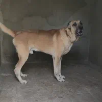 سگ نگهبان|سگ|تهران, تهرانپارس شرقی|دیوار