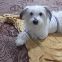 فروشی|سگ|دماوند, گیلاوند|دیوار