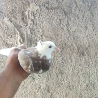 کفتر|پرنده|بم, |دیوار
