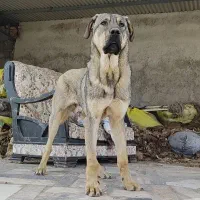 توله پژدر عراقی