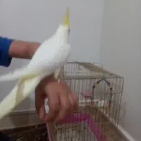 عروس هلندی|پرنده|بیجار, |دیوار