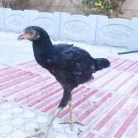 لاری|حیوانات مزرعه|هشتگرد, هیو|دیوار