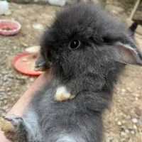 خرگوش لوپ ترکیش عروسکی|موش و خرگوش|تولم شهر, |دیوار