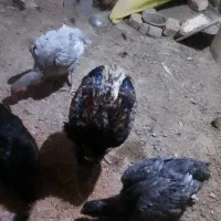 لاری و عروس هلندی سخنگو و مرغ عشق|پرنده|کنگاور, |دیوار