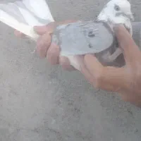 گوره غ ر ی ب