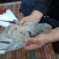 سرور دمسفید|پرنده|شاهرود, |دیوار