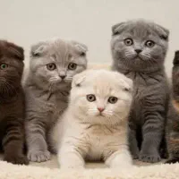 مهد بچه گربه های اشرافی