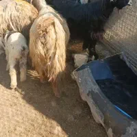 بز نژاد خوب|حیوانات مزرعه|کازرون, |دیوار