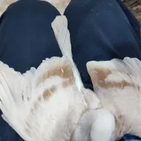 کبوتر کلاغ جوجه