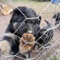 سگ ژرمن ورک ماده مناسب نگهبانی توله دوماه