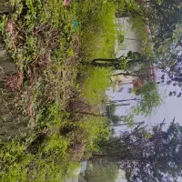 فروشی زمین۲۶۱متر باکاربری مسکونی سند تک برگ|فروش زمین و ملک کلنگی|کلاچای, |دیوار