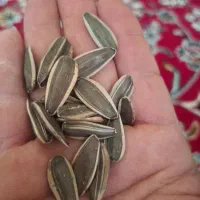 تخمه آفتابگردان اس 400