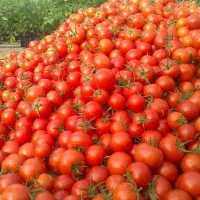 گوجه حراجی زیر قیمت