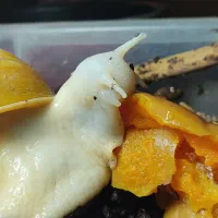 حلزون آلبینو مخصوص صورت