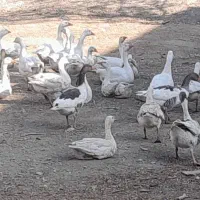 فروش ۱۸ عدد غاز رسمی