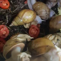 فروش حلزون مولد آلبینو