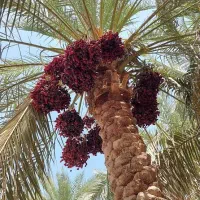 خریدار خرما سبدی 100