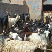 بز شهر کردی اصیل / کولار / چپش|حیوانات مزرعه|تهران, وصفنارد|دیوار