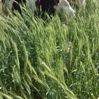 خرید و فروش گاو شکسته