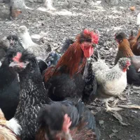 مرغ و خروس کاکلی