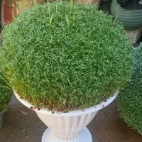 سوزیی|گل و گیاه طبیعی|کوهدشت, |دیوار