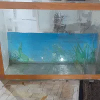 اکواریوم سالم معاوضه با پرنده