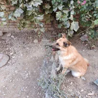 ژرمن|سگ|شیروان (خراسان), |دیوار