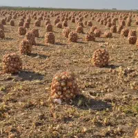 پیاز|خوردنی و آشامیدنی|جوین, |دیوار