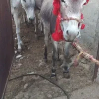 الاغ نر جوان|حیوانات مزرعه|عسلویه, |دیوار