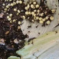 حلزون های مولد و تخم گذار اچانیتا|آرایشی، بهداشتی، درمانی|نجف‌آباد, صالح آباد|دیوار