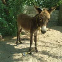 کره نروماده|حیوانات مزرعه|جغین, |دیوار