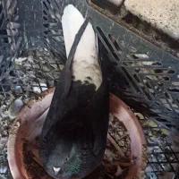 زاغ دم سفید و طوقی|پرنده|نرماشیر, |دیوار