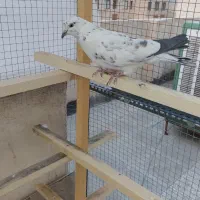 کفتر گرفتنی