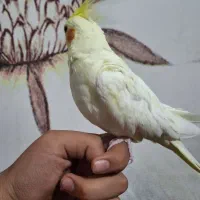 جفت عروس هلندی