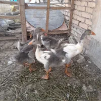 غاز جوجه غاز