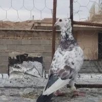 کبوتر گلی پلاکی