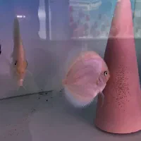 جفت دیسکس اسنو وایت