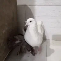 کفتر فروشی و معاوضه|پرنده|تهران, یافت آباد جنوبی|دیوار