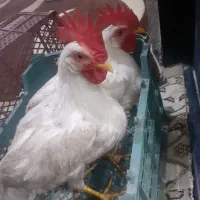 خروس
