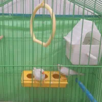 یک جفت فنچ سالم سرحال خوشگل