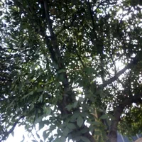 خرید‌درخت‌وریشه‌سیب